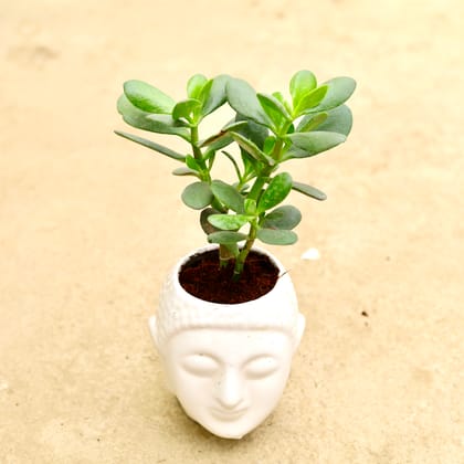 Buy Crassula Ovata Succulent in Inch 6 Inch Classy White Buddha Ceramic Pot Online | Urvann.com