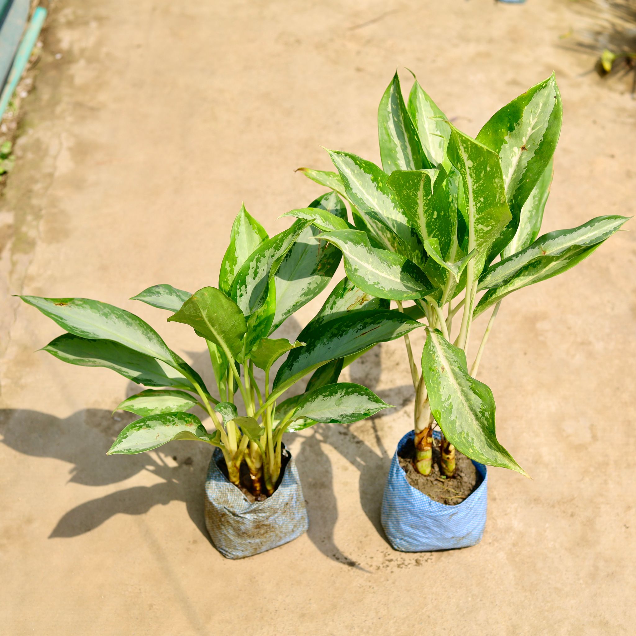 Set of 2 - Aglaonema Emerald Bay / Silver & Dove in 8 Inch Nursery Bag