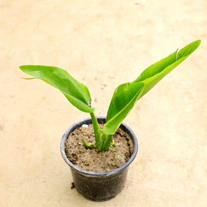 Buy Traveller Palm in 10 Inch Nursery Pot Online | Urvann.com