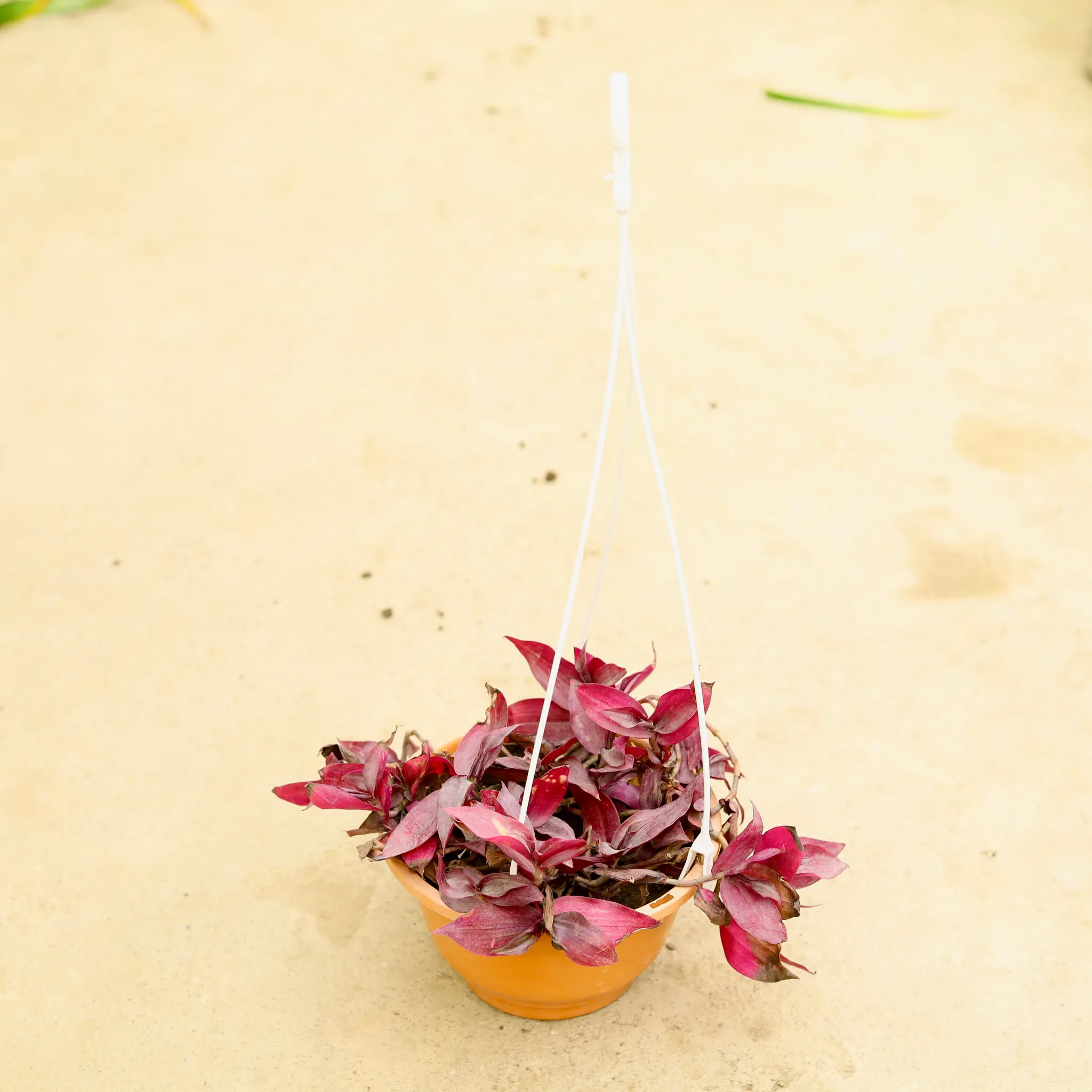 Wandering Jew Red in 6 Inch Hanging Pot (any colour)