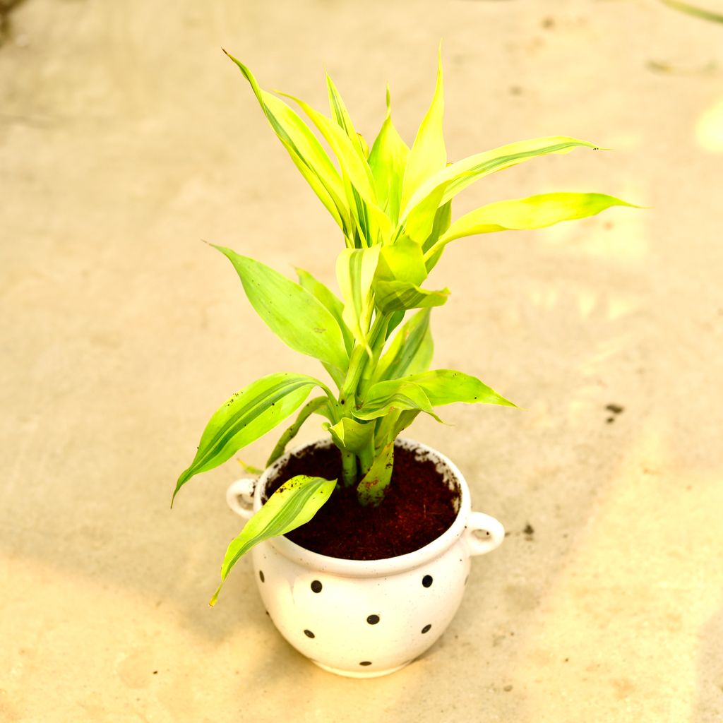 Lucky Bamboo Golden in Inch 6 Inch Handi with Ear Designer Ceramic Pot (any colour & design)