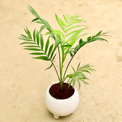 Buy Chamaedorea Palm in Inch 6 Inch Classy Bowl Leg Designer Ceramic Pot (any colour & design) Online | Urvann.com