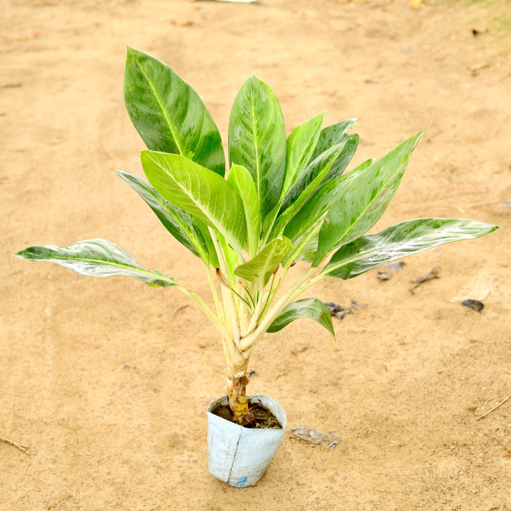 Buy Aglaonema Jharna in 8 Inch Nursery Bag Online | Urvann.com Aglaonema Jharna in 8 Inch Nursery Bag