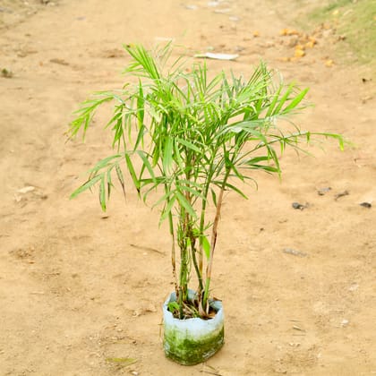 Buy Bamboo Palm (~ 4 Ft) in 10 Inch Nursery Bag Online | Urvann.com