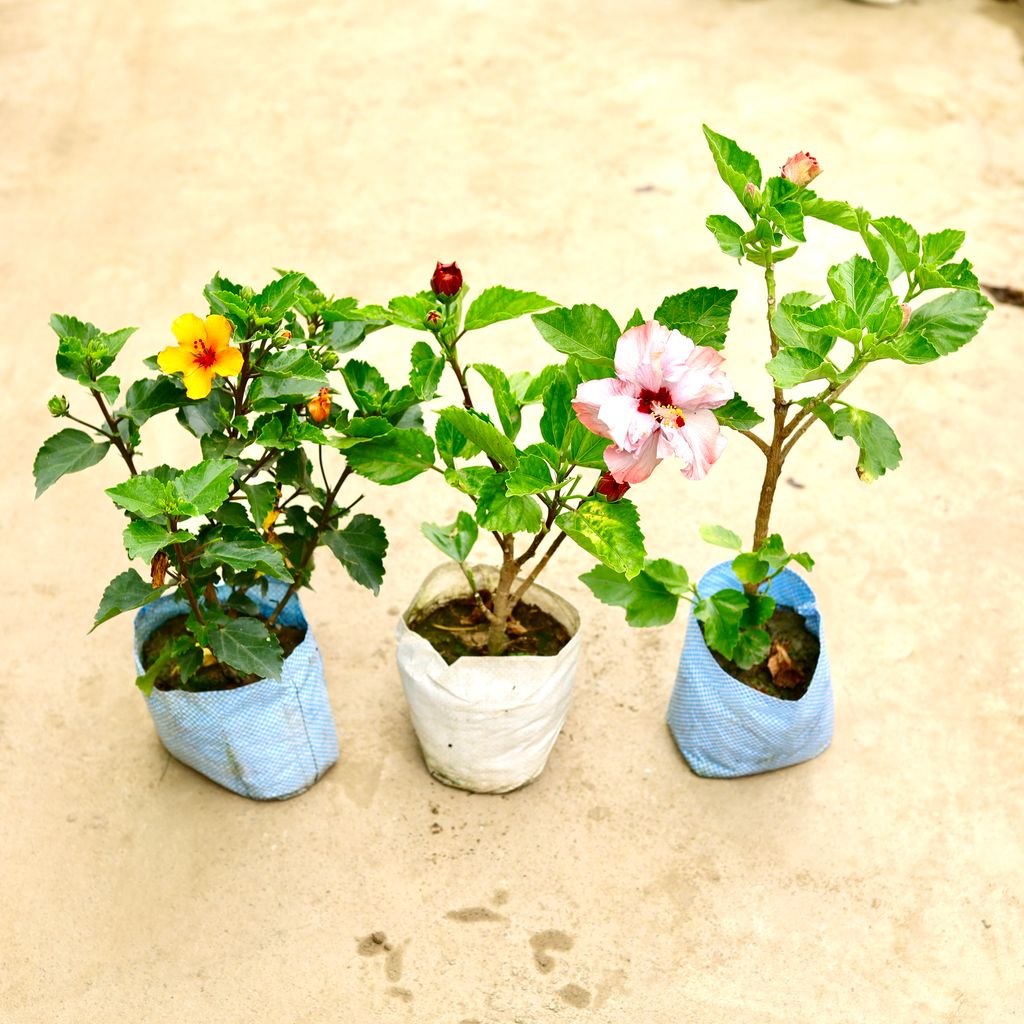 Buy Set of 3 - Hibiscus / Gudhal (any colour) in 8 Inch Nursery Bag Online | Urvann.com Set of 3 - Hibiscus / Gudhal (any colour) in 8 Inch Nursery Bag