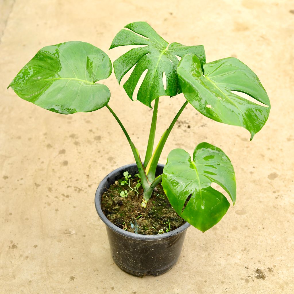 Buy Monstera Deliciosa in 10 Inch Nursery Pot Online | Urvann.com Monstera Deliciosa in 10 Inch Nursery Pot