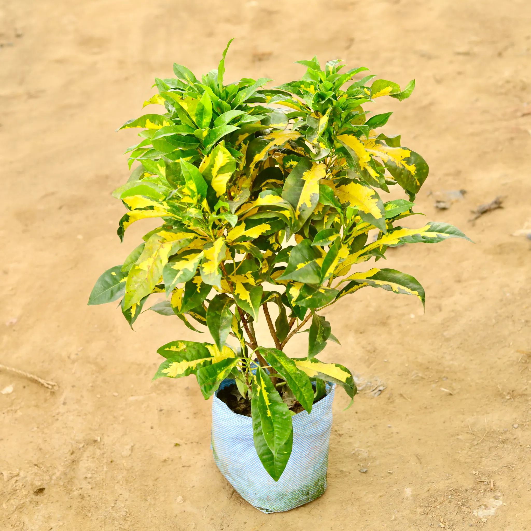 Croton Yellow Star in 10 Inch Nursery Bag