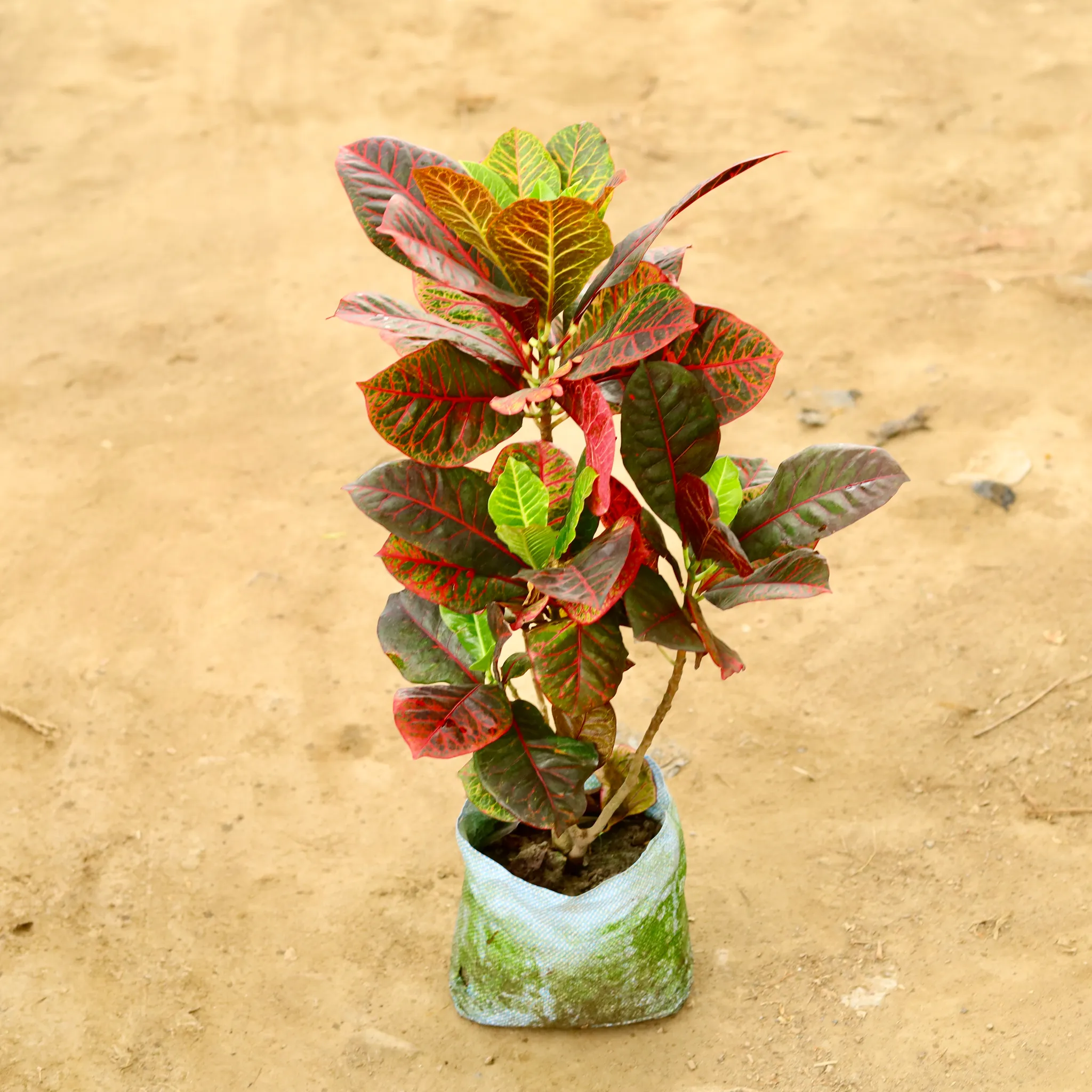 Croton Petra in 10 Inch Nursery Bag