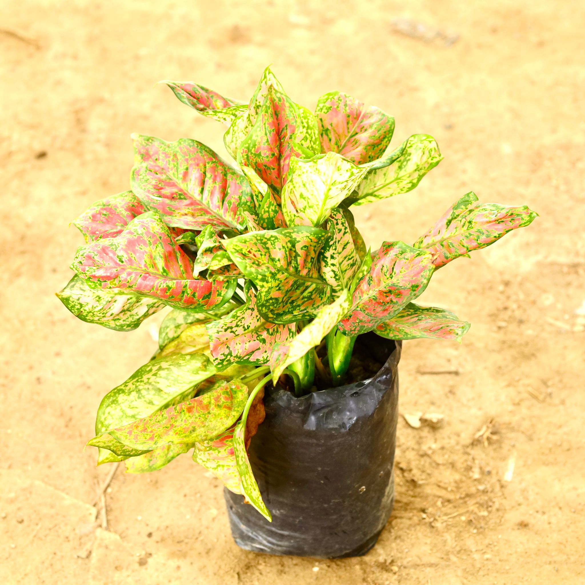 Aglaonema Pink Dalmatian in 10 Inch Nursery Bag