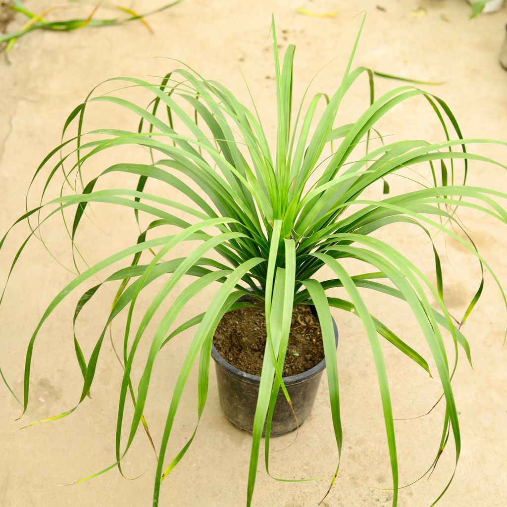 Dracaena Dryco in 8 Inch Nursery Pot