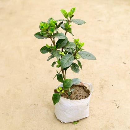 Buy Gardenia / Gandhraaj (any colour) in 6 Inch Nursery Bag Online | Urvann.com