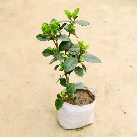 Gardenia / Gandhraaj (any colour) in 6 Inch Nursery Bag