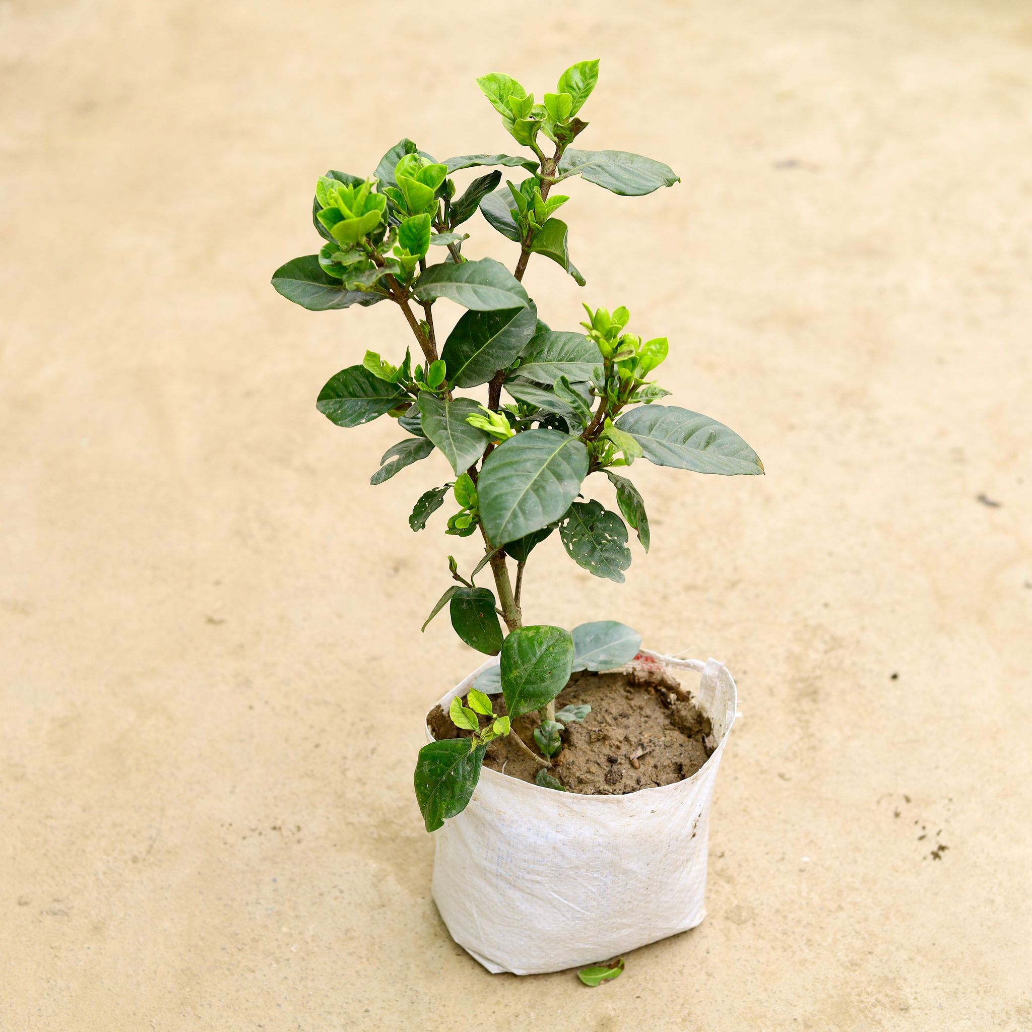 Gardenia / Gandhraaj (any colour) in 6 Inch Nursery Bag
