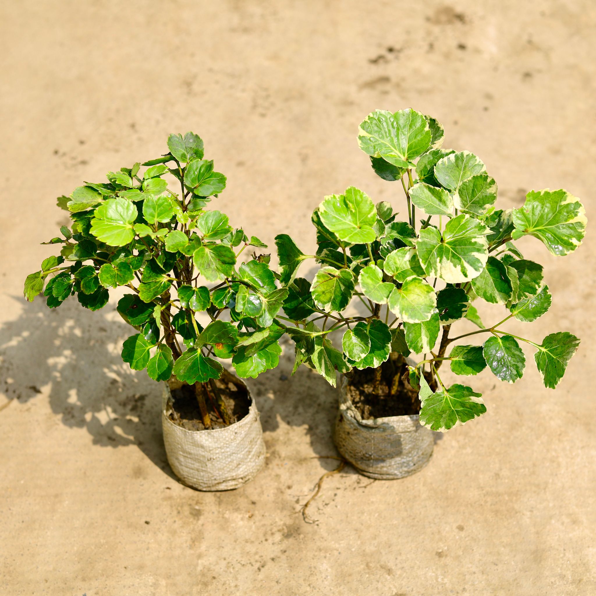 Set of 2 - Aralia (Ming & Dinner Plate) in 4 Inch Nursery Bag