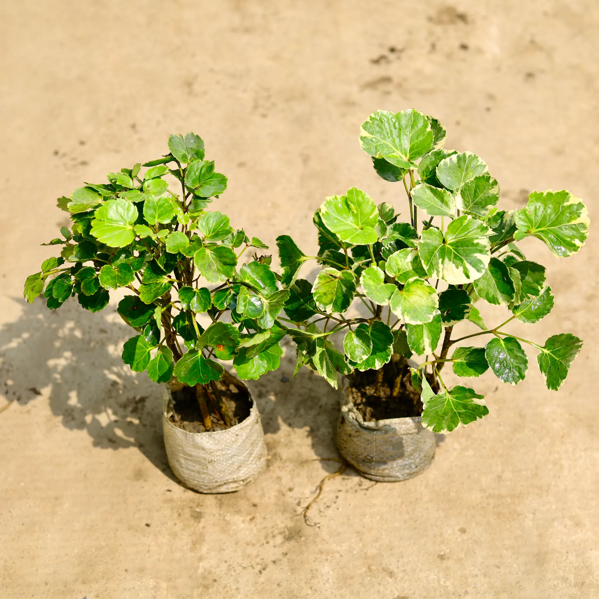 Set of 2 - Aralia (Ming & Dinner Plate) in 4 Inch Nursery Bag