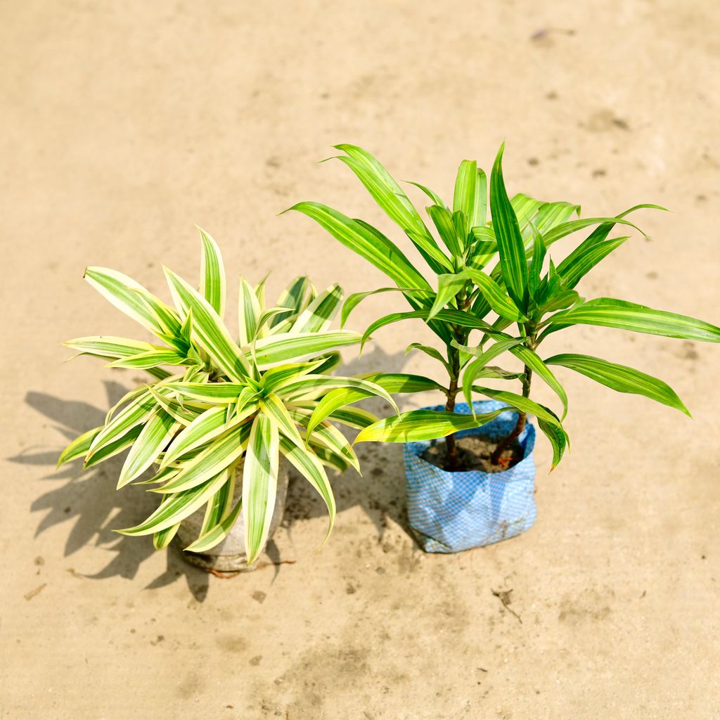 Set of 2 - Dracaena Messenger & Song of India) in 4 Inch Nursery Bag