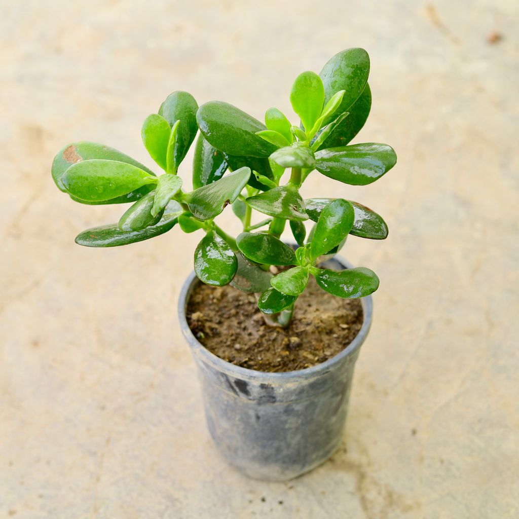 Crassula Ovata Succulent in 4 Inch Nursery Pot