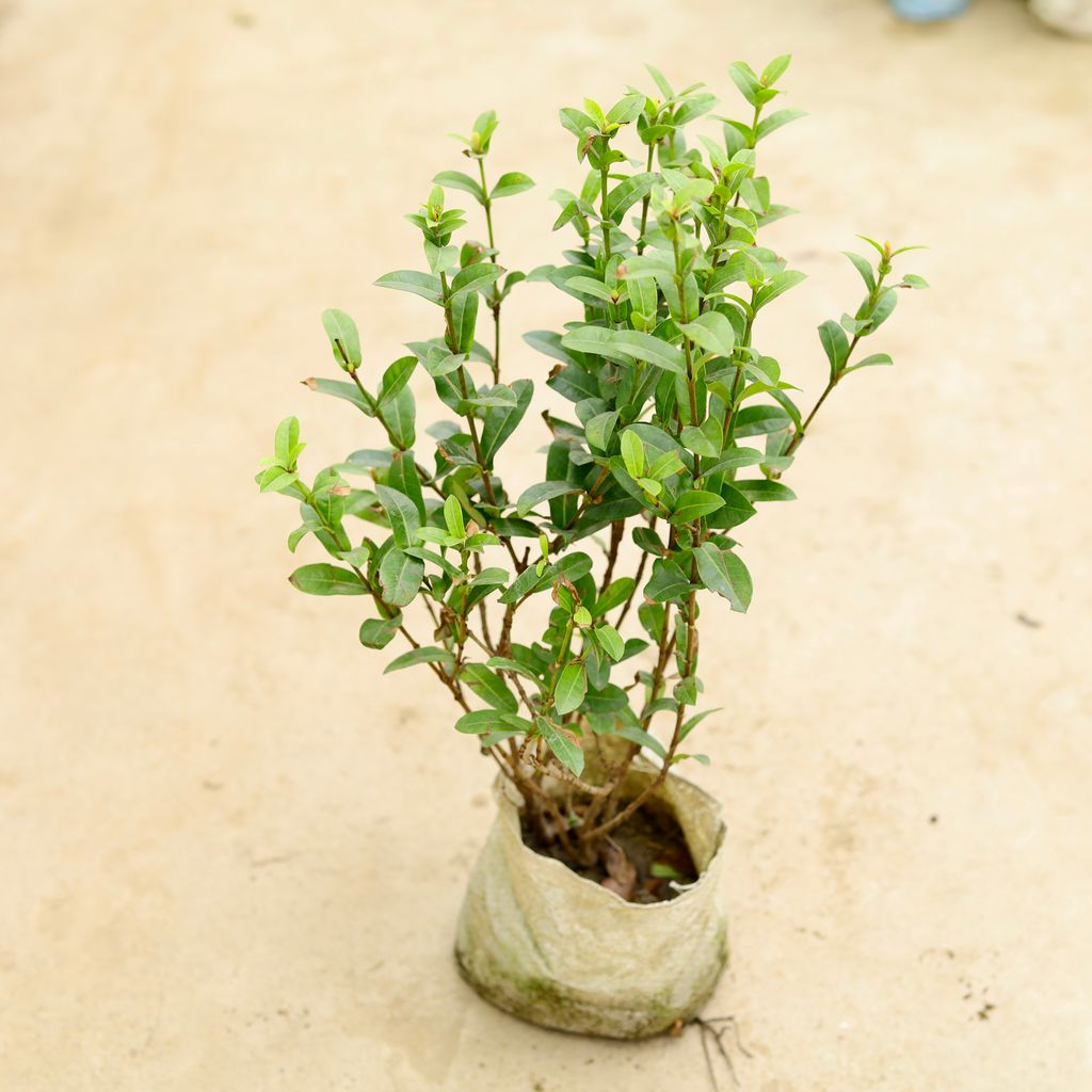 Buy Ixora Miniature (any colour) in 8 Inch Nursery Bag Online | Urvann.com Ixora Miniature (any colour) in 8 Inch Nursery Bag