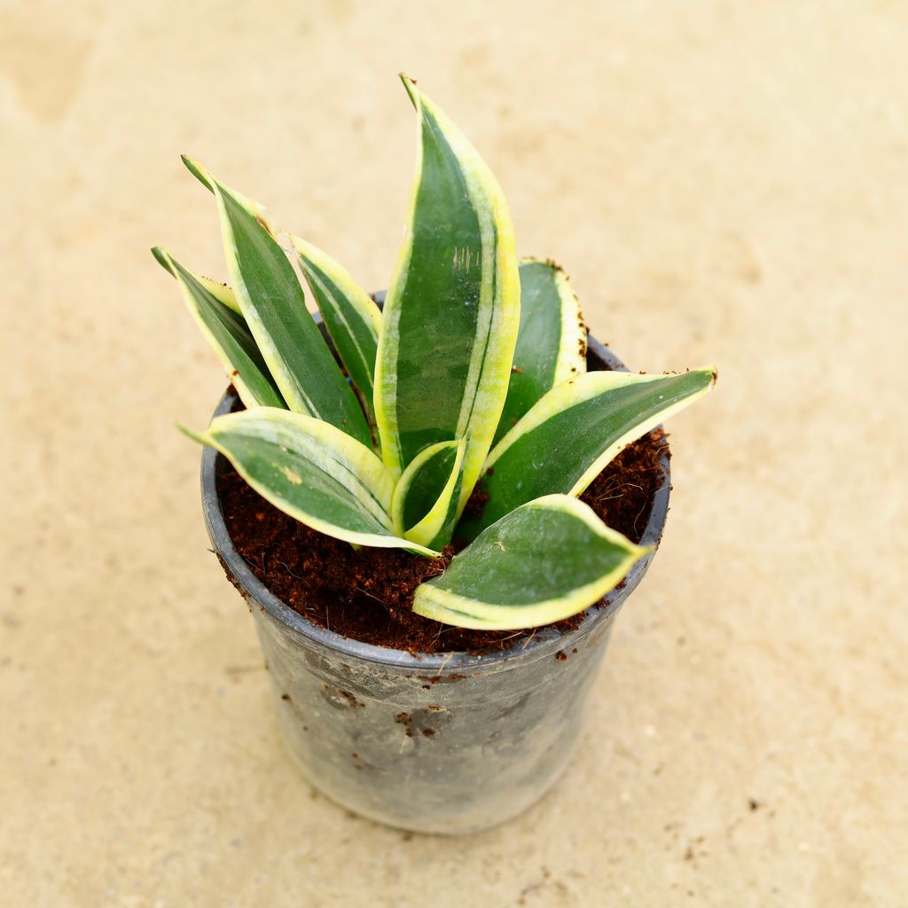 Buy Snake Dwarf yellow in 6 Inch Nursery Pot Online | Urvann.com Snake Dwarf yellow in 6 Inch Nursery Pot