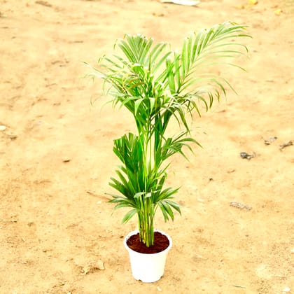 Buy Areca Palm (~ 3Ft) in 6 Inch Nursery Pot Online | Urvann.com