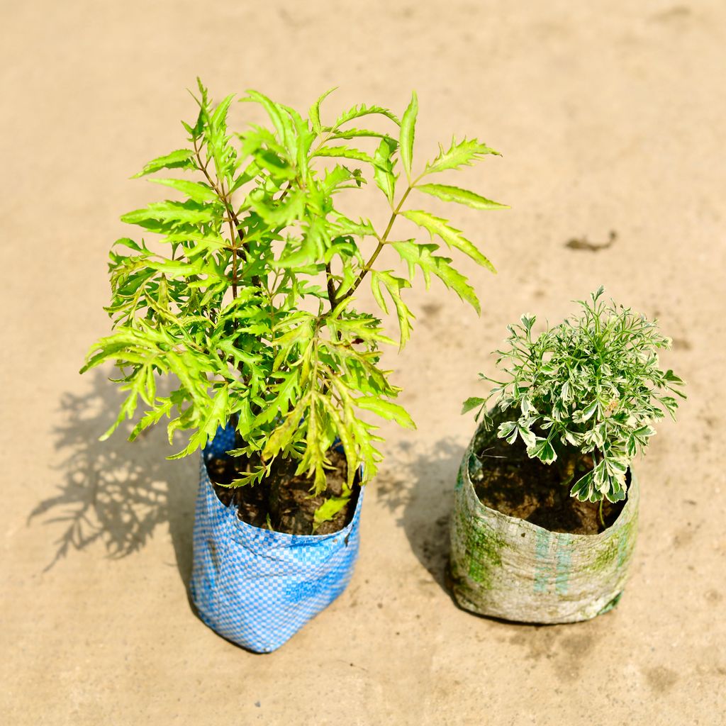 Set of 2 - Aralia (Variegated & Neem) in 4 Inch Nursery Bag