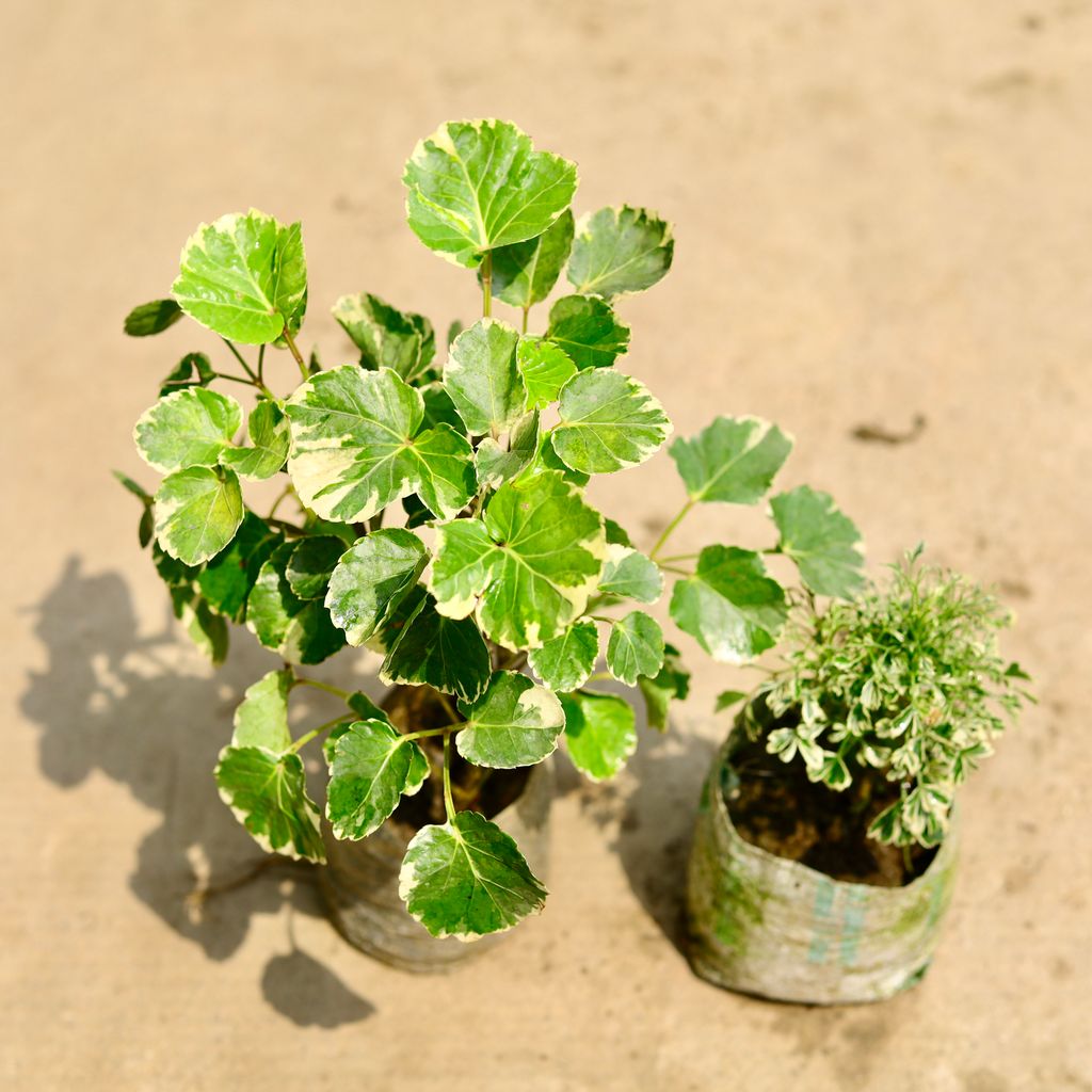 Set of 2 - Aralia (Dinner Plate & Variegated) in 4 Inch Nursery Bag