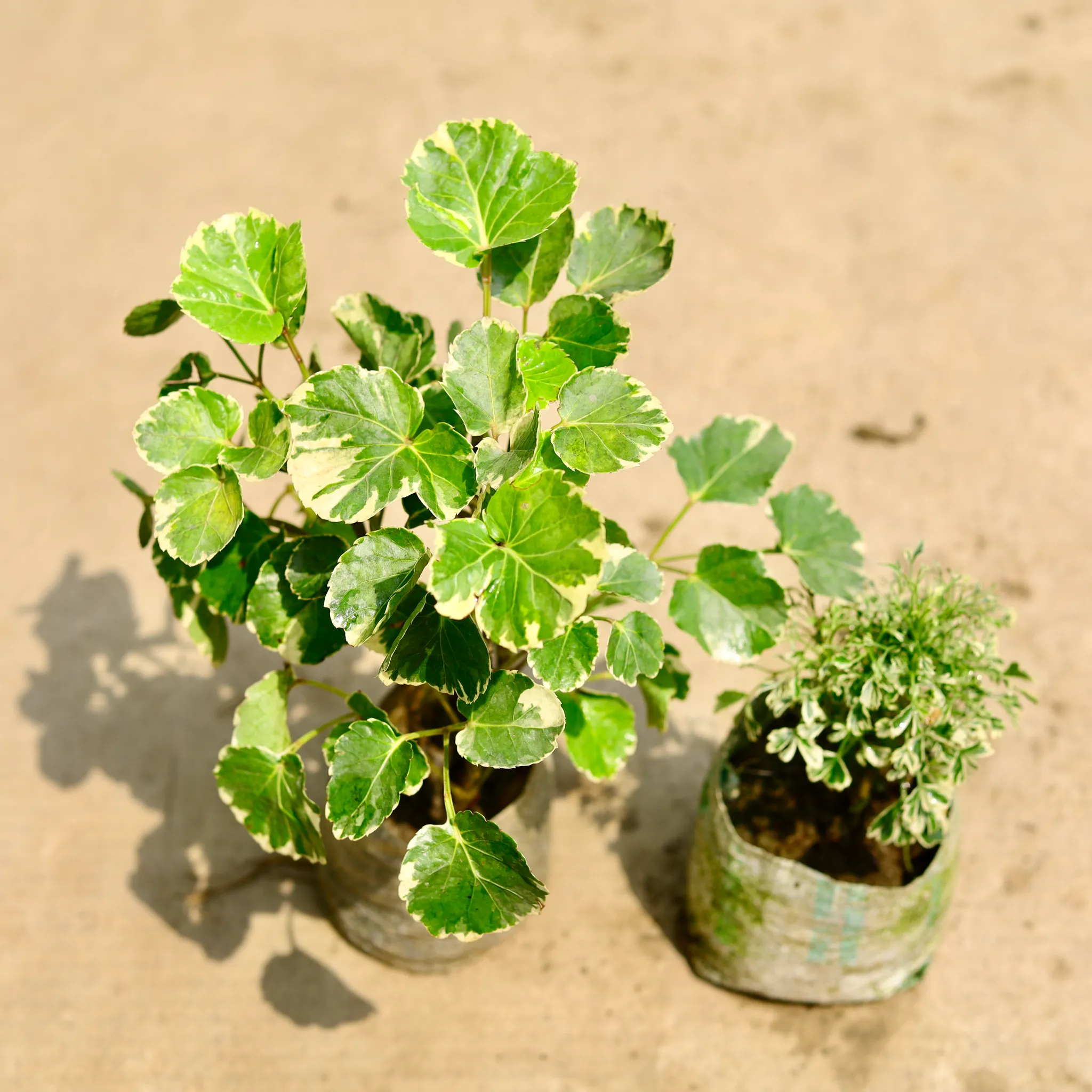Set of 2 - Aralia (Dinner Plate & Variegated) in 4 Inch Nursery Bag