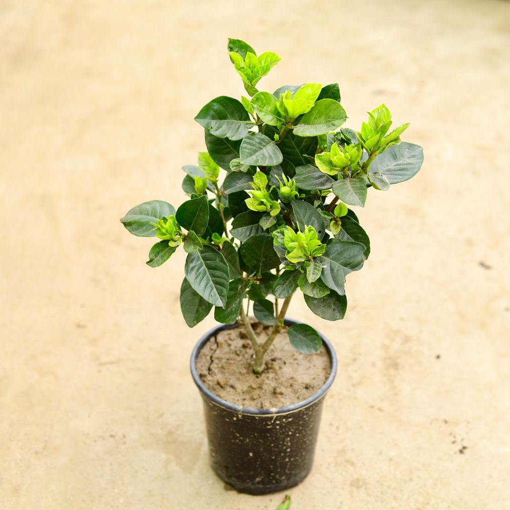 Buy Gardenia / Gandhraaj (any colour) in 6 Inch Nursery Pot Online | Urvann.com Gardenia / Gandhraaj (any colour) in 6 Inch Nursery Pot