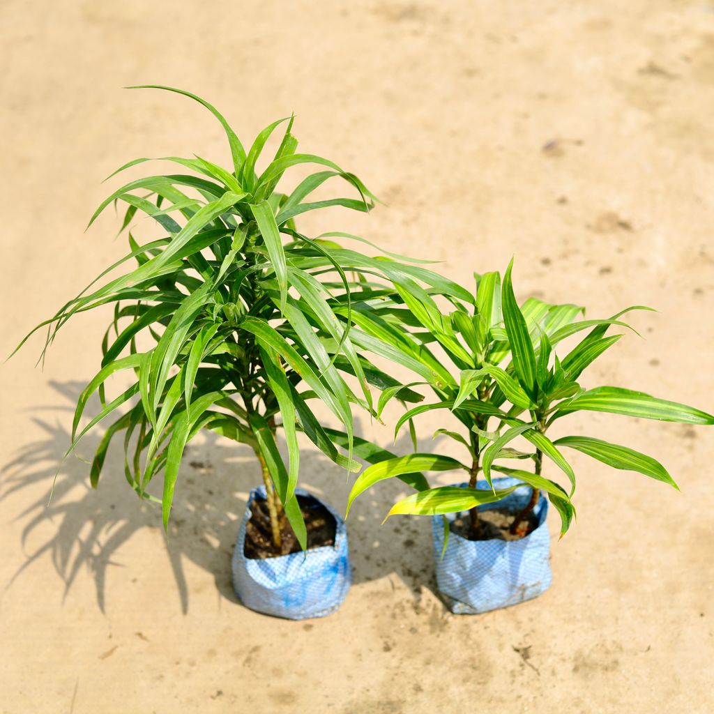 Buy Set of 2 - Dracaena Messenger & Green in 4 Inch Nursery Bag Online | Urvann.com Set of 2 - Dracaena Messenger & Green in 4 Inch Nursery Bag