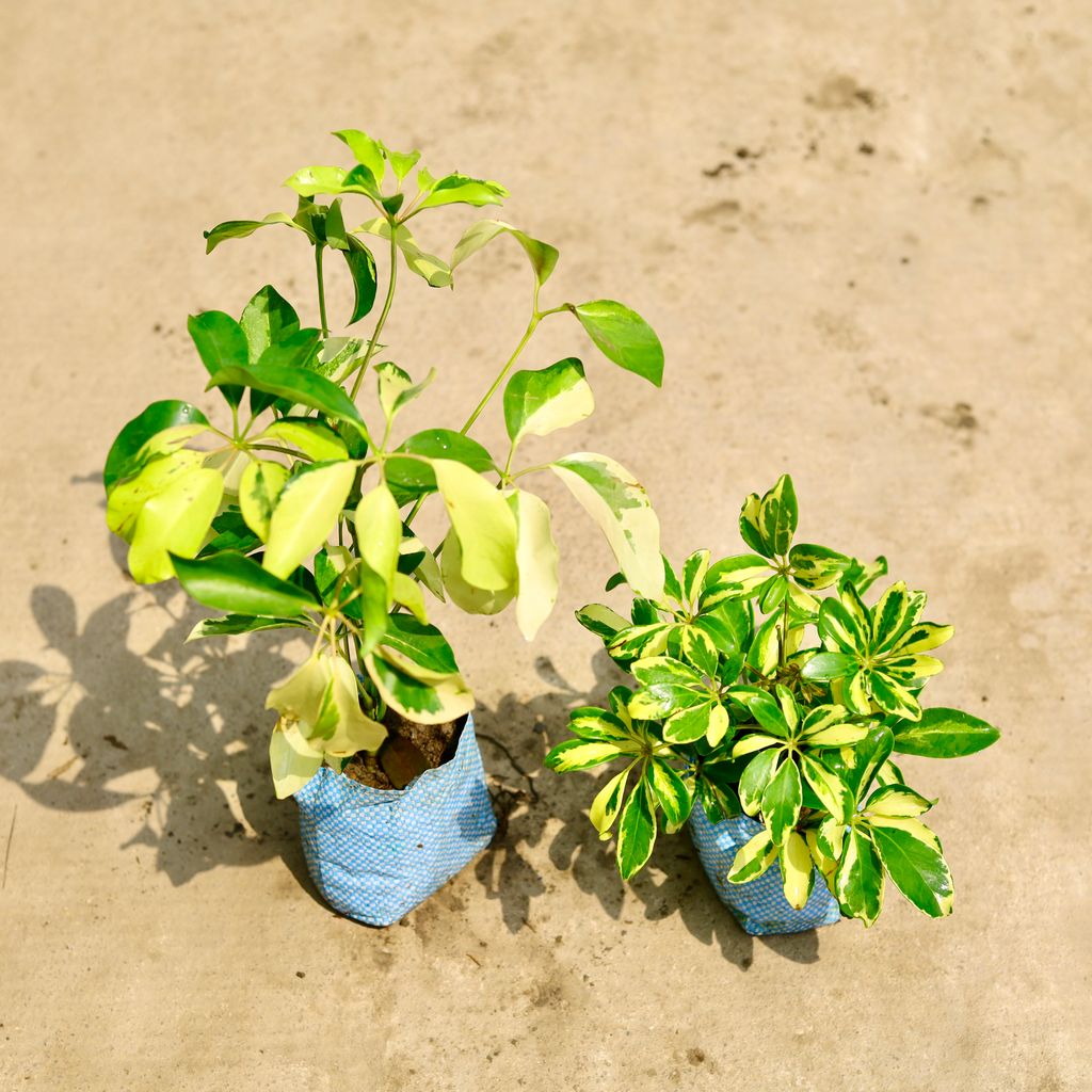 Buy Set of 2 - Schefflera (Variegated & Brassia) in 4 Inch Nursery Bag Online | Urvann.com Set of 2 - Schefflera (Variegated & Brassia) in 4 Inch Nursery Bag