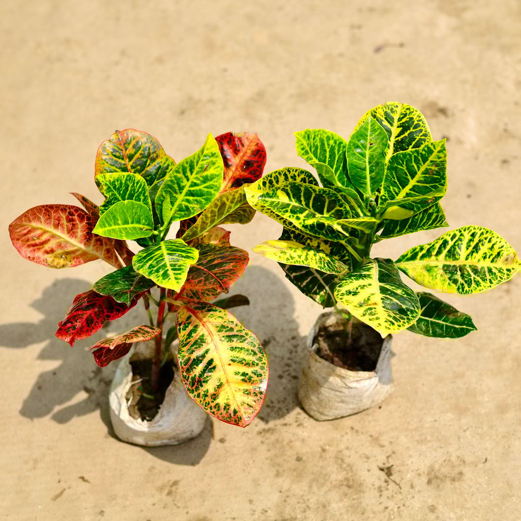 Set of 2 - Croton Petra (yellow & colour) in 4 Inch Nursery Bag