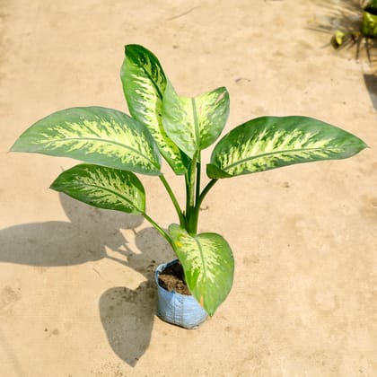 Buy Dieffenbachia Seguine in 8 Inch Nursery Bag Online | Urvann.com