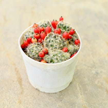 Buy Mammillaria Prolifica Cactus in 3 Inch Nursery Pot Online | Urvann.com