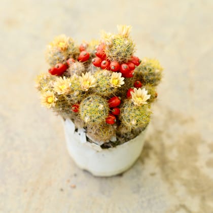 Buy Mammillaria prolifera Head Cactus in 3 Inch Nursery Pot Online | Urvann.com