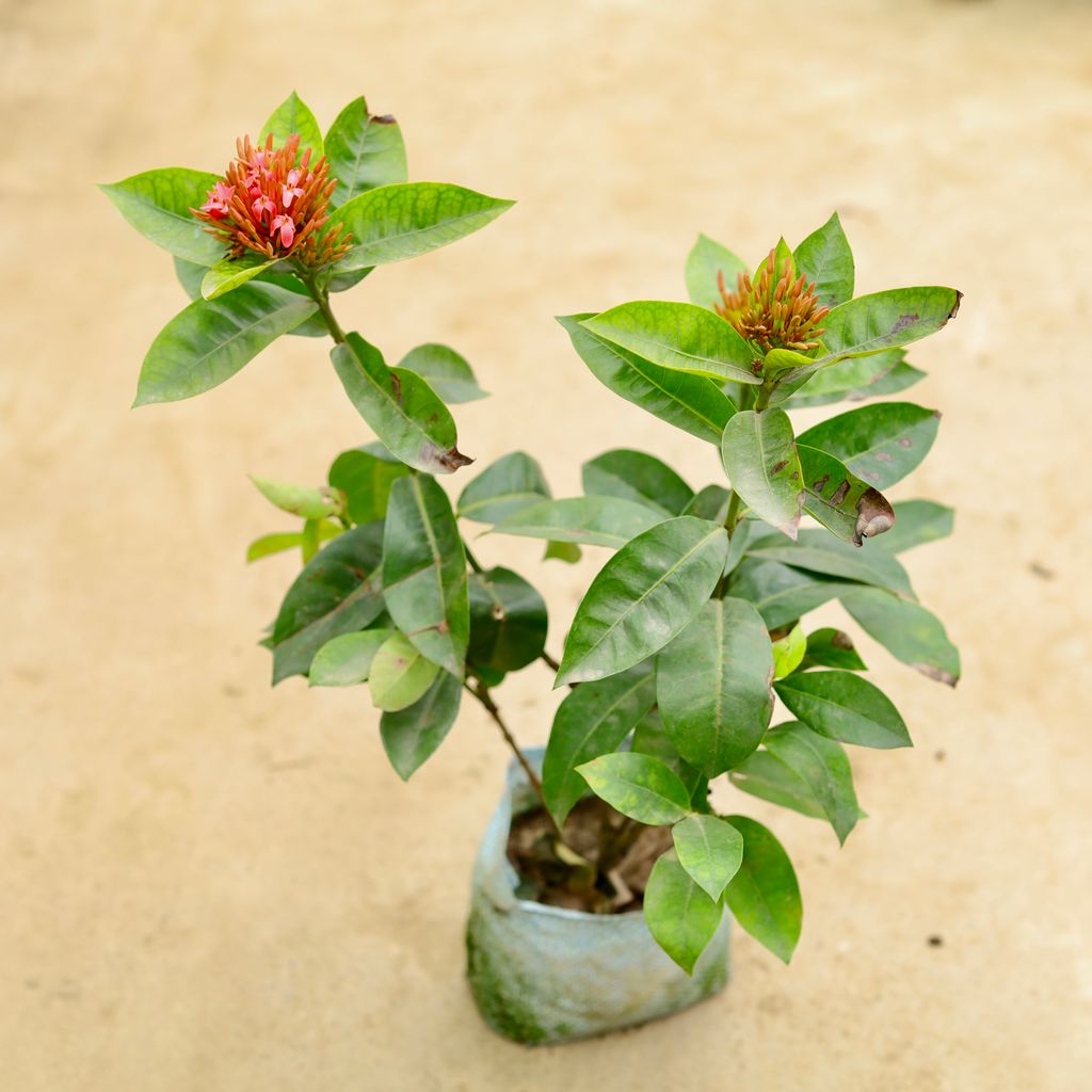 Buy Ixora Pink in 8 Inch Nursery Bag Online | Urvann.com Ixora Pink in 8 Inch Nursery Bag