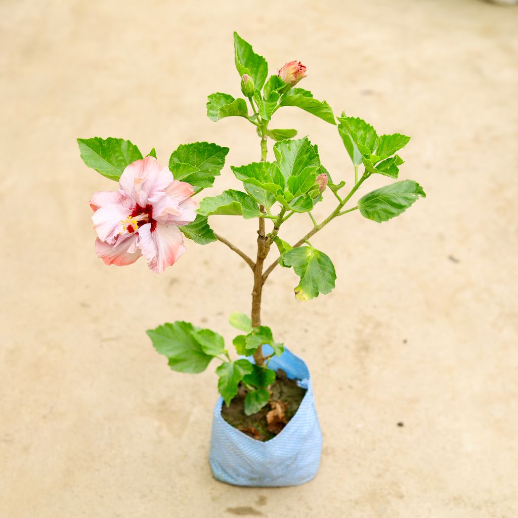 Buy Hibiscus / Gudhal Pune (any colour) in 8 Inch Nursery Bag Online | Urvann.com Hibiscus / Gudhal Pune (any colour) in 8 Inch Nursery Bag