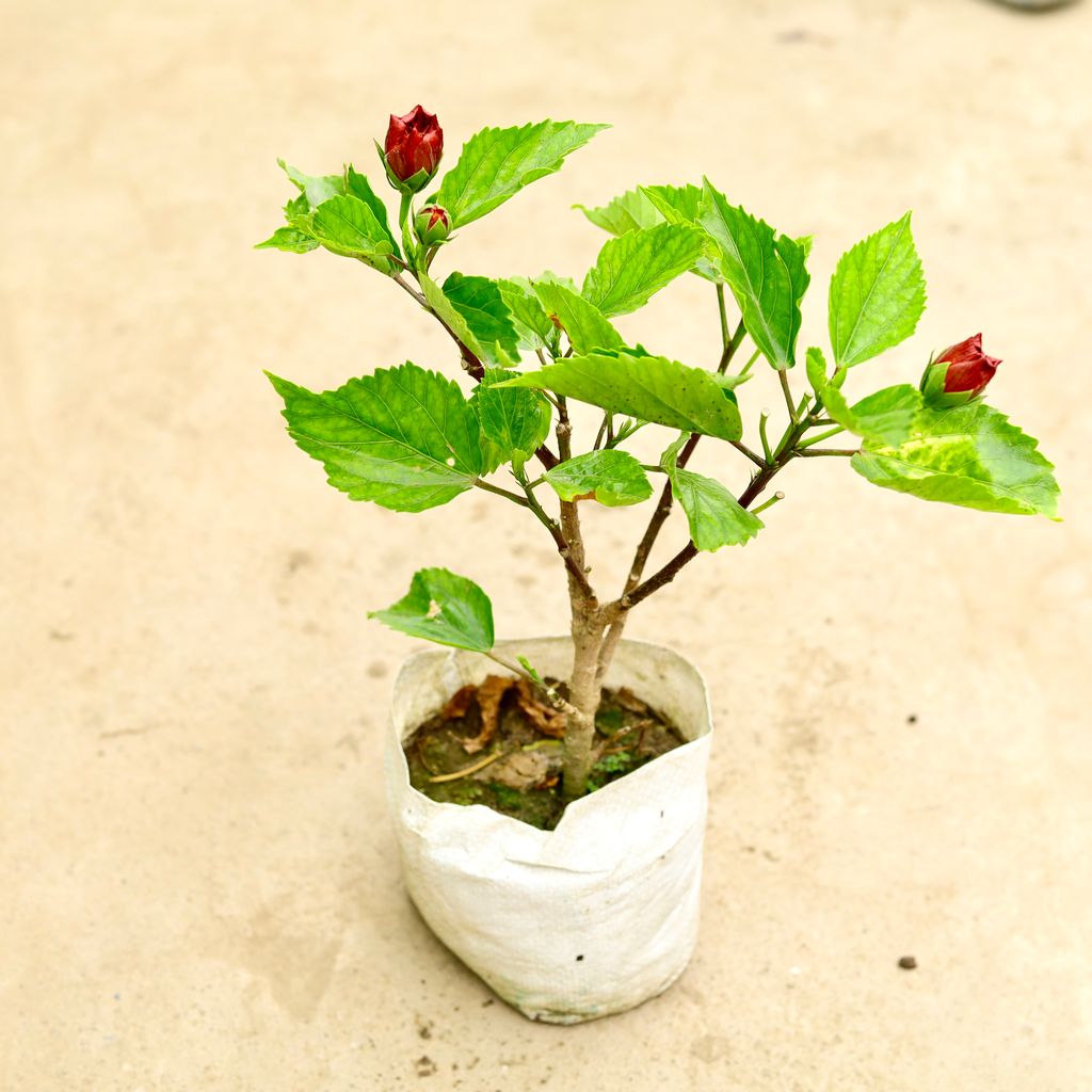 Buy Hibiscus / Gudhal Red Pune in 8 Inch Nursery Bag Online | Urvann.com Hibiscus / Gudhal Red Pune in 8 Inch Nursery Bag