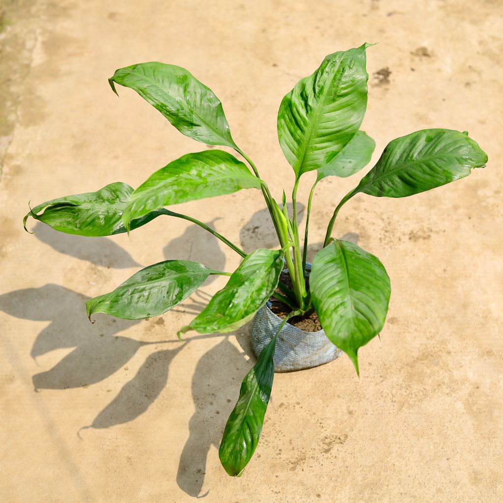 Buy Peace Lily in 8 Inch Nursery Bag Online | Urvann.com Peace Lily in 8 Inch Nursery Bag