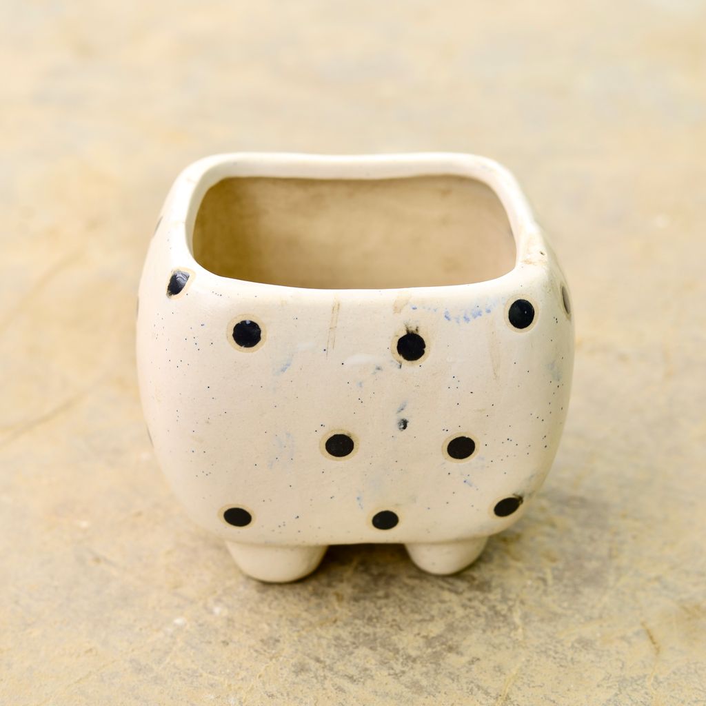 5 Inch Polka Dotted Square Ceramic Pot (any colour)