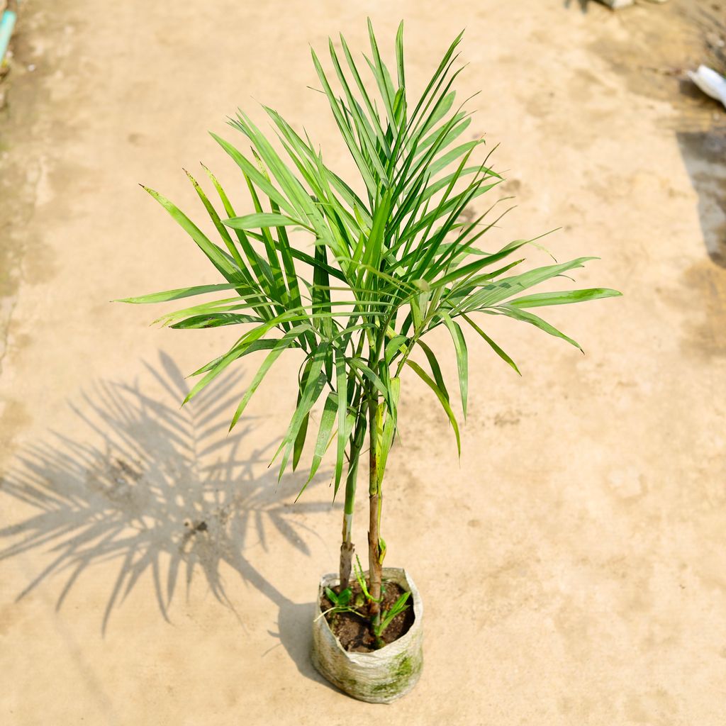 Cane / Bamboo Palm (~ 2 Ft) in 8 Inch Nursery Bag