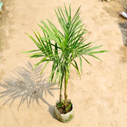 Buy Cane / Bamboo Palm (~ 2 Ft) in 8 Inch Nursery Bag Online | Urvann.com