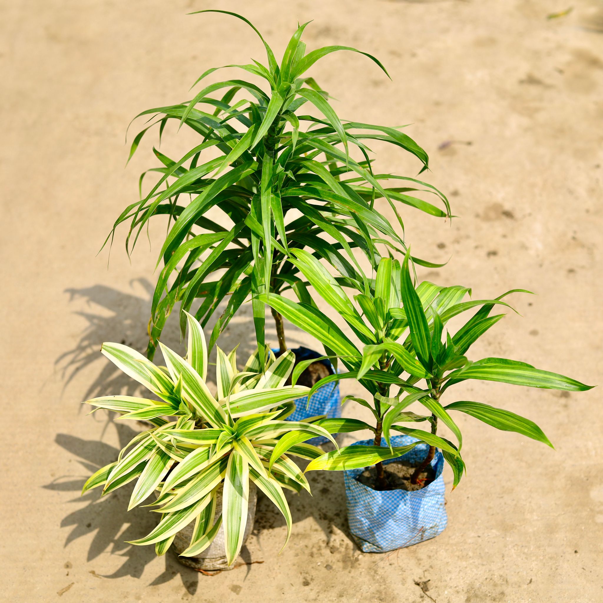 Set of 3 - Dracaena Messenger , Song Of India & Dracaena Green in 4 Inch Nursery Bag