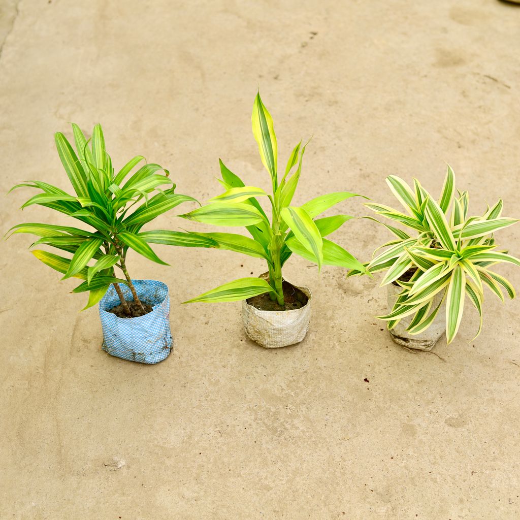 Buy Set of 3 - Dracaena Messenger, song of India & Lucky Bamboo in 4 Inch Nursery Bag Online | Urvann.com Set of 3 - Dracaena Messenger, song of India & Lucky Bamboo in 4 Inch Nursery Bag