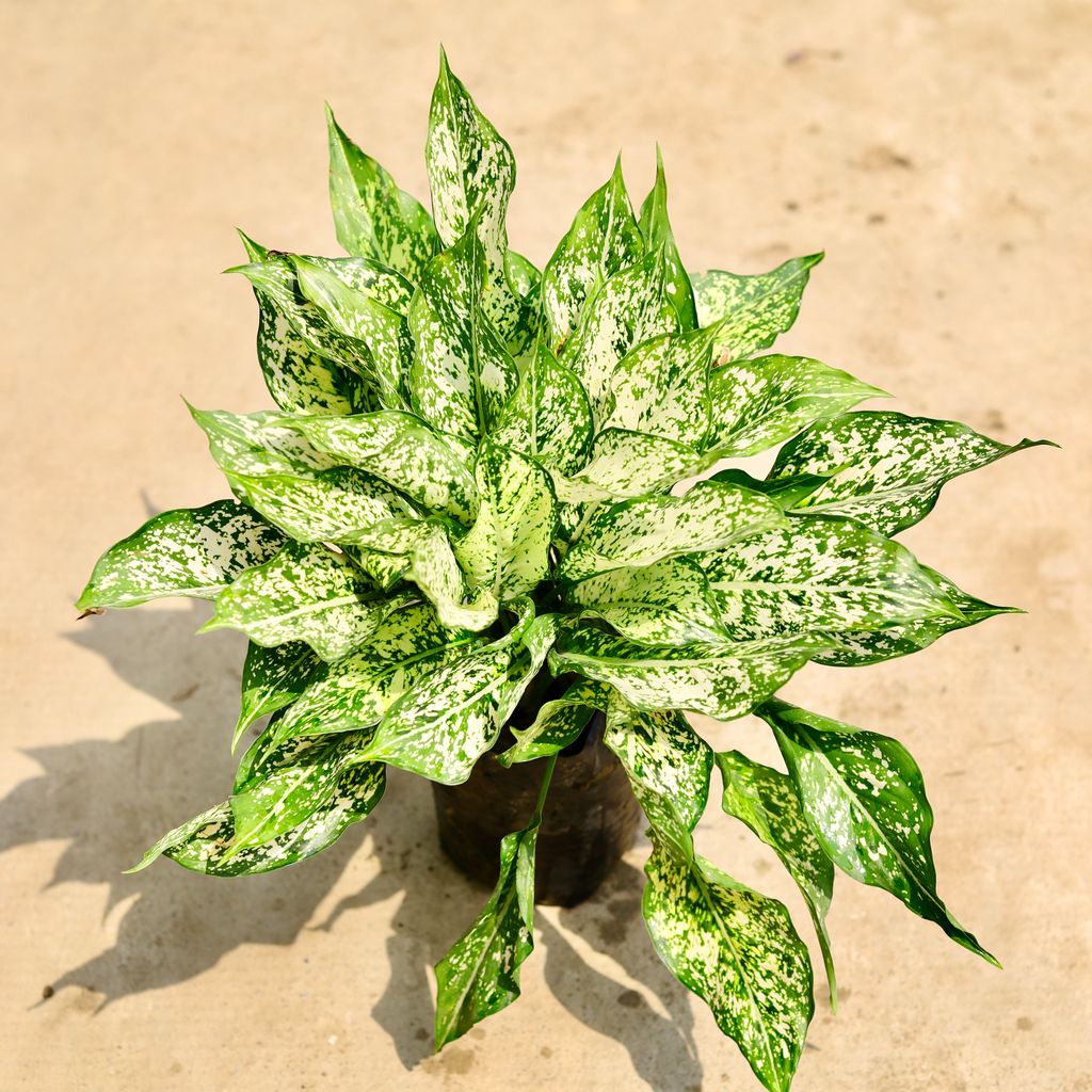Buy Aglaonema Snow White in 8 Inch Nursery Bag Online | Urvann.com Aglaonema Snow White in 8 Inch Nursery Bag