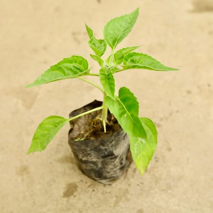 Buy Sunflower (any colour) in 4 Inch Nursery Bag Online | Urvann.com