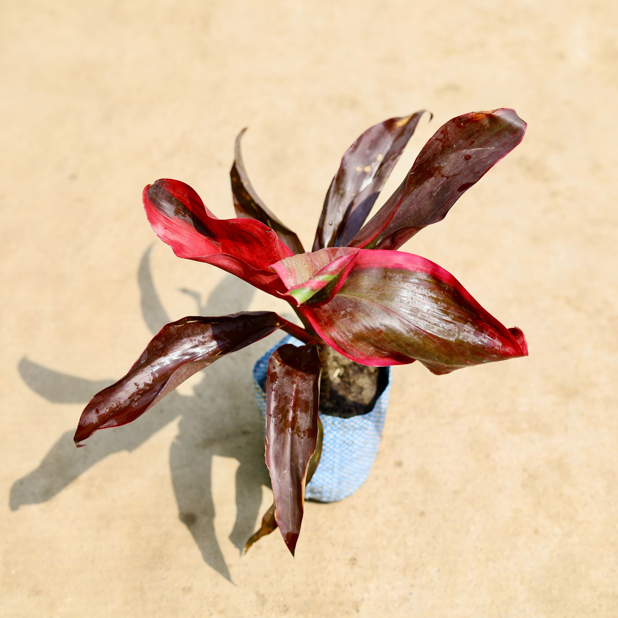Dracaena Rosea in 4 Inch Nursery Bag