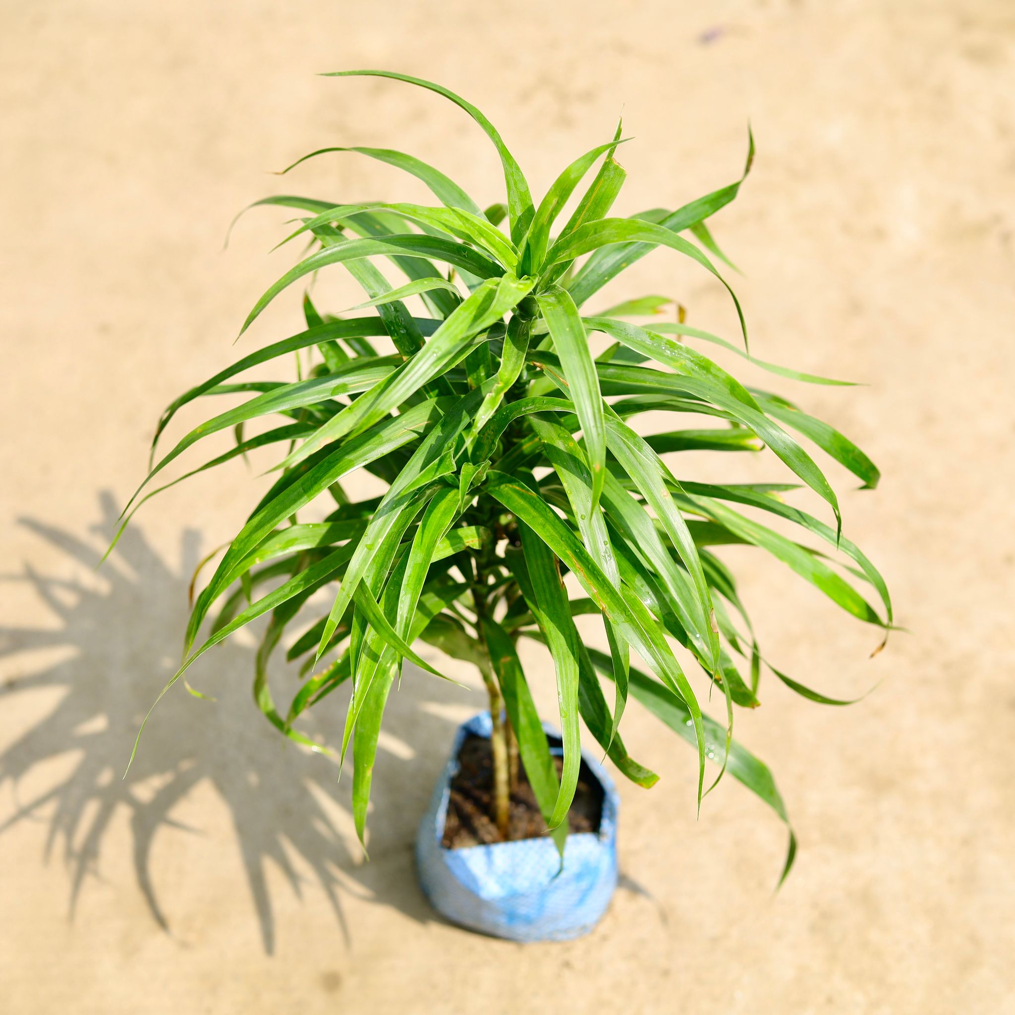 Dracaena Green in 4 Inch Nursery Bag