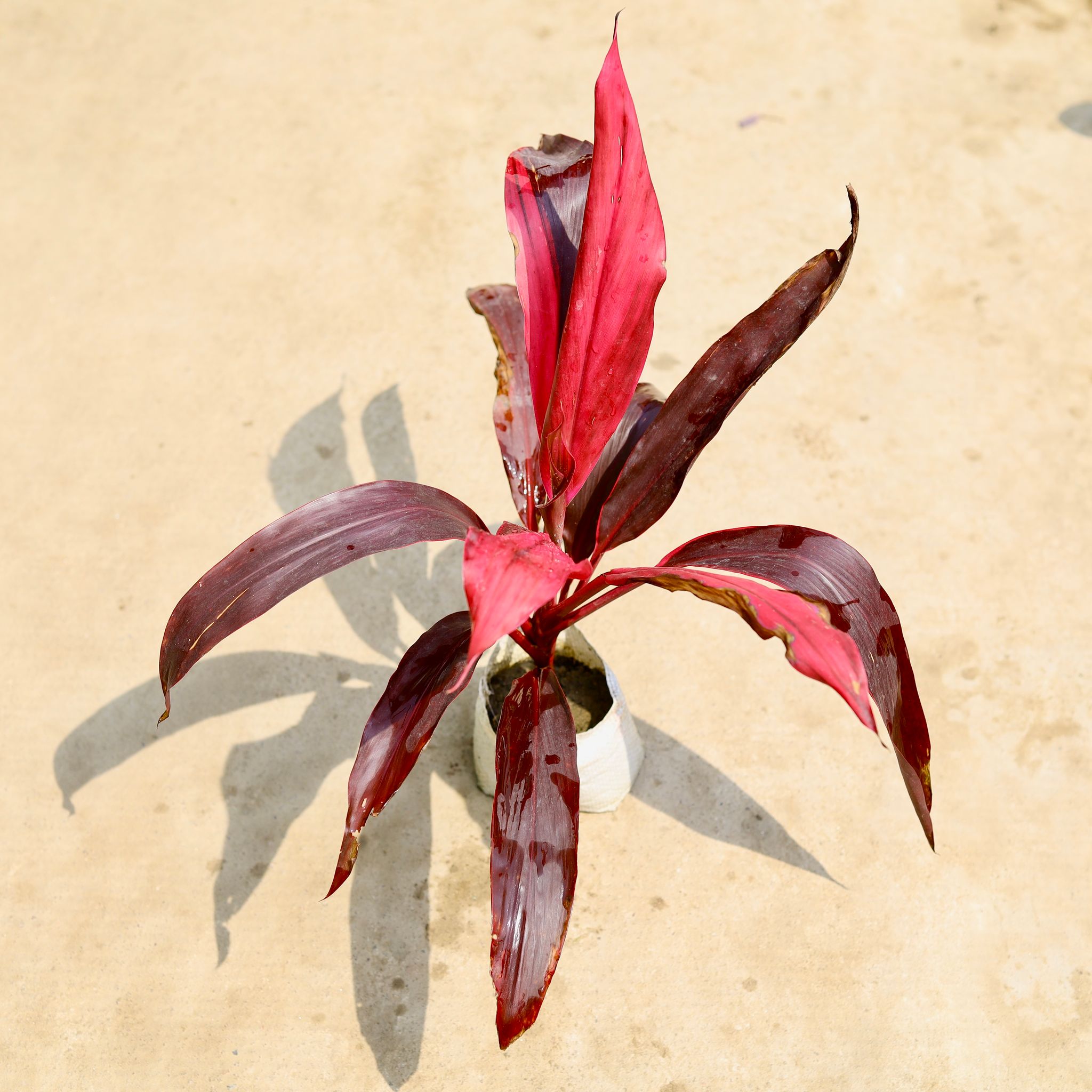 Dracaena Mahatma in 4 Inch Nursery Bag