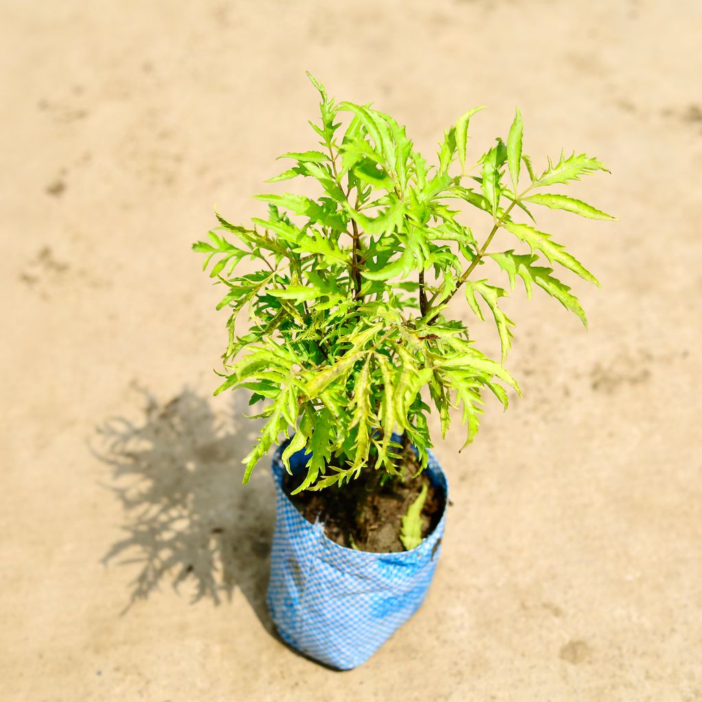 Aralia Neem in 4 Inch Nursery Bag