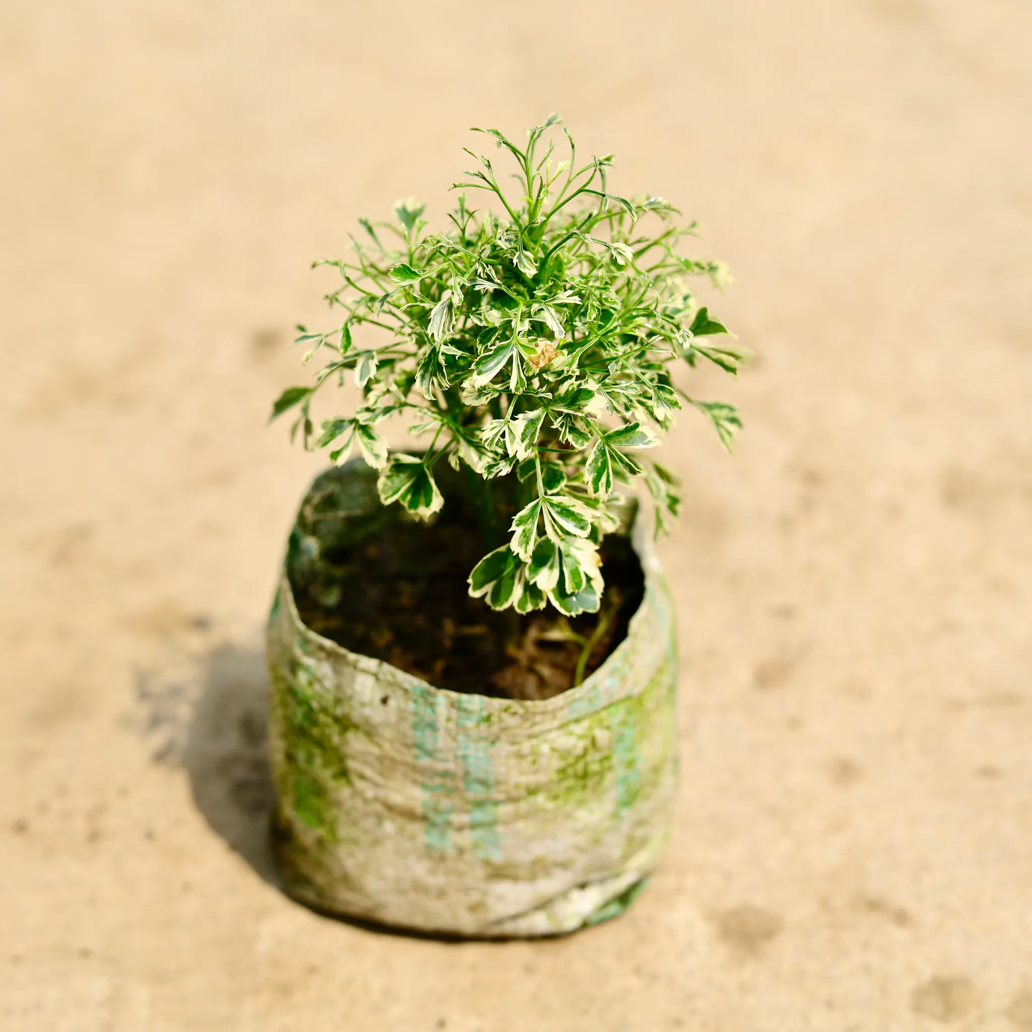 Aralia Variegated in 4 Inch Nursery Bag